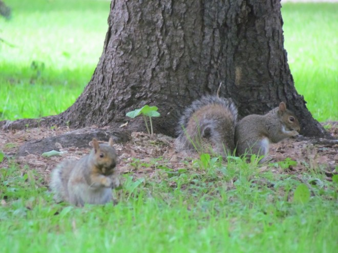 Eichhörnchen in der Innenstadt  - (c) tanadia.com